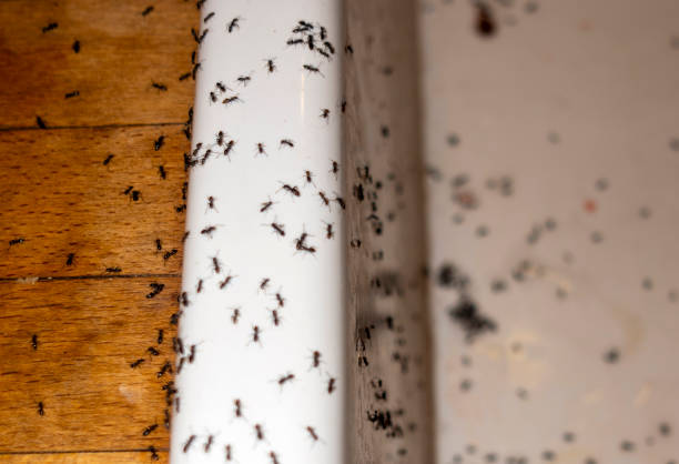 Best Emergency Pest Control  in Waverly, IL