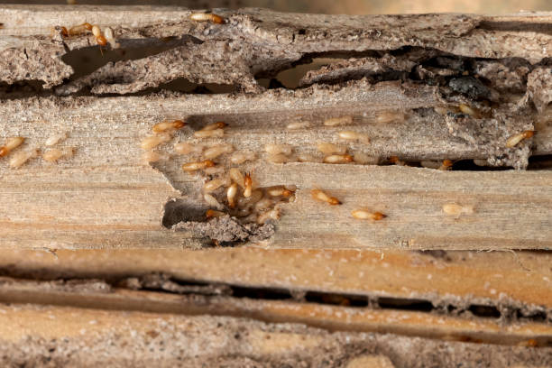 Wasp Removal Services in Waverly, IL